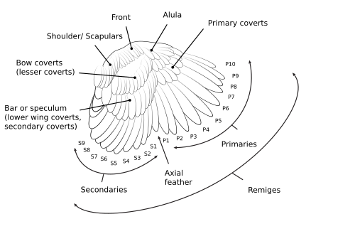 Diagram of the wing of a chicken, top view
