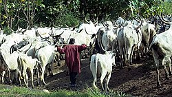 Fulani herdsman in Togo. Spread throughout West Africa, the Fulani are the largest nomadic group in the world.