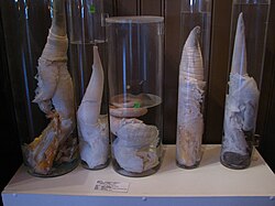 Penises of minke whales on display at the Icelandic Phallological Museum