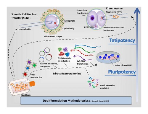 Diagram exposing several methods used to revert adult somatic cells to totipotency or pluripotency.