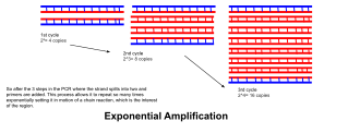 Exponential amplification