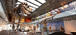 Mounted skeletons of different age groups (skeleton in lower left based on Stygivenator), Natural History Museum of Los Angeles County