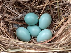 Five eggs in a nest