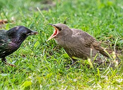 A parent feeding a chick