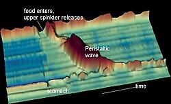 A time-space diagram of a peristaltic wave after a water swallow. High-pressure values are red, zero pressure is blue-green. The ridge in the upper part of the picture is the high pressure of the upper esophageal sphincter which only opens for a short time to let water pass.