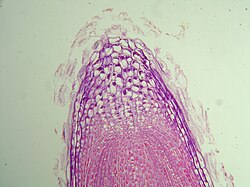 The growing tip of a fine root