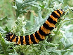 The black and yellow warning colours of the cinnabar moth caterpillar, Tyria jacobaeae, are avoided by some birds.