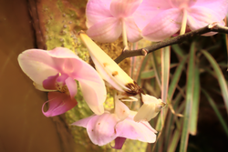 A flower mantis, Hymenopus coronatus, uses special Aggressive mimicry.