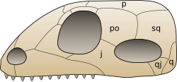 The synapsids are distinguished by a single hole, known as the temporal fenestra, in the skull behind each eye. This schematic shows the skull viewed from the left side. The middle opening is the orbit of the eye; the opening to the right of it is the temporal fenestra.