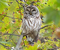 Barry, a barred owl which took up residence in Central Park until she was killed in 2021