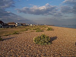 Sea kale growing in typical habitat in Shoreham Beach nature reserve, UK.