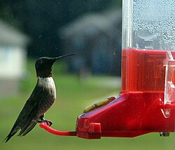 A hummingbird feeder with red nectar