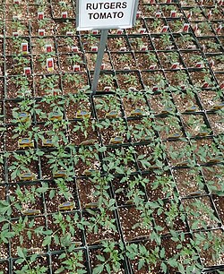 A Rutgers tomato growing at a New Jersey greenhouse
