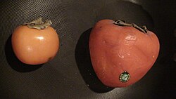 Comparison of 'Jiro' and 'Hachiya' cultivar kaki persimmon size