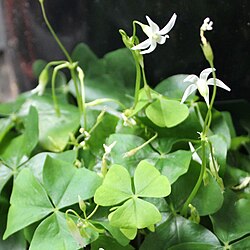 This flowering shamrock is a South American species of wood sorrel, Oxalis regnellii.