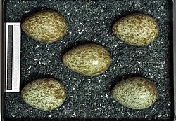 Eggs, collection of Museum Wiesbaden