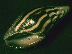Mitra paupercula was named Voluta paupercula in 1758.