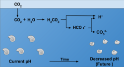 Ocean acidification reduces pH, which affects calcification in shelled organisms.
