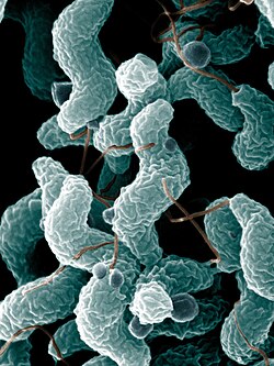 Campylobacter bacteria are the number-one cause of food-related gastrointestinal illness in the United States. This scanning electron microscope image shows the characteristic spiral, or corkscrew, shape of C. jejuni cells and related structures.