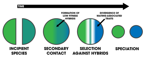Reinforcement assists speciation by selecting against hybrids.