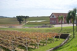 Vineyards in Rio Grande do Sul.