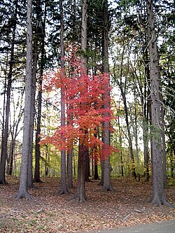 A red maple tree highlighted between spruce trees