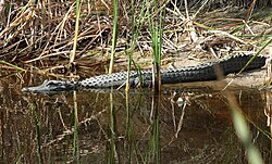 American alligator, delisted 1987[178]
