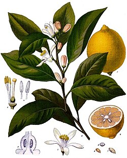 Taxonomic illustration by Franz Eugen Köhler, 1897