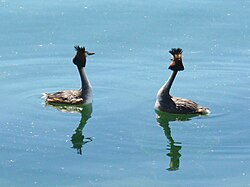 Dancing great crested grebes