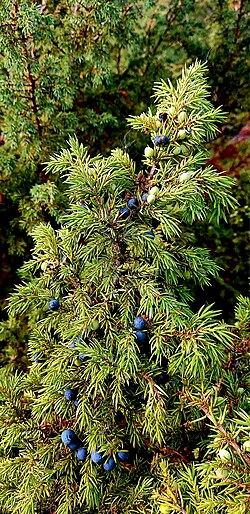 Common juniper, Arctic Norway