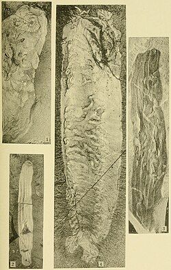 (2) and (3) Mackenzia, Middle Cambrian. Sea anemones do not fossilize well, having no hard parts, and this one was mistakenly identified as a sea cucumber.