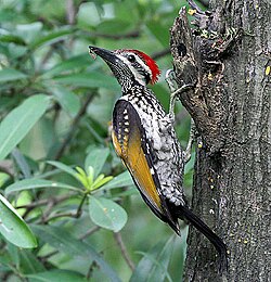 A black-rumped flameback using its tail for support