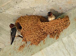 Two American cliff swallows constructing mud nests
