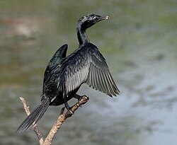 Little cormorant Phalacrocorax niger