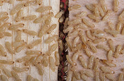 Pests, such as these termites, often occur in high densities, making the damage they do even more detrimental.
