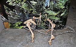 Partial juvenile skeleton on display with cast bones at Dinosaur National Monument in Utah