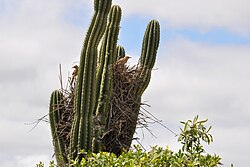 The nest of the firewood-gatherer