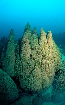 Microbialite towers in Pavilion Lake, British Columbia