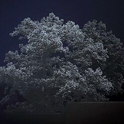 Sylvanshine on dew-covered oak leaves illuminated by a flashlight before sunrise in Pennsylvania.