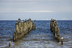 Group of great cormorants in Latvia