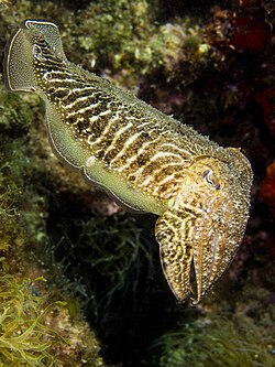 The common cuttlefish was named Sepia officinalis in 1758.