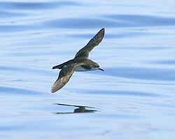 In flight