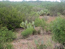 Scrub vegetation with cactus in Webb County in south Texas