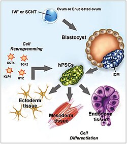 Post-translational modifications as cell reprogramming involved in the differentiation of human pluripotent stem cells (hPSCs). (ICM - inner cell mass)