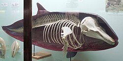A skin-skeletal preparation.