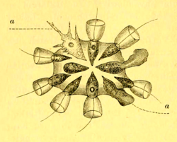 Drawing of a choanoflagellate colony by Metchnikoff, 1886