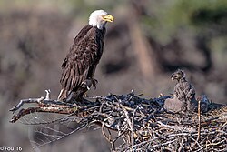Adult and chick