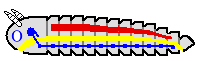 Basic arthropod body structure – heart shown in red