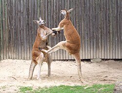 Red kangaroos "boxing" for dominance