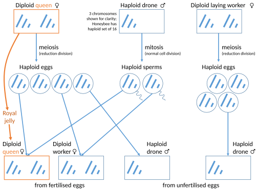 Honey bees are haplodiploid, with haploid males and diploid females. It has been suggested that this organisation favours eusociality, but haplodiploidy is neither necessary nor sufficient for eusociality to emerge.